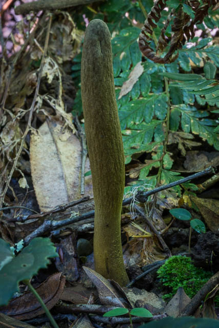Cordyceps gunnii