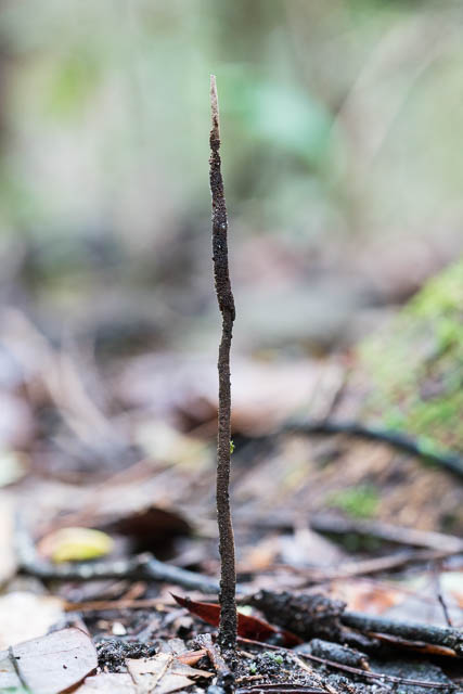 Ophiocordyceps robertsii