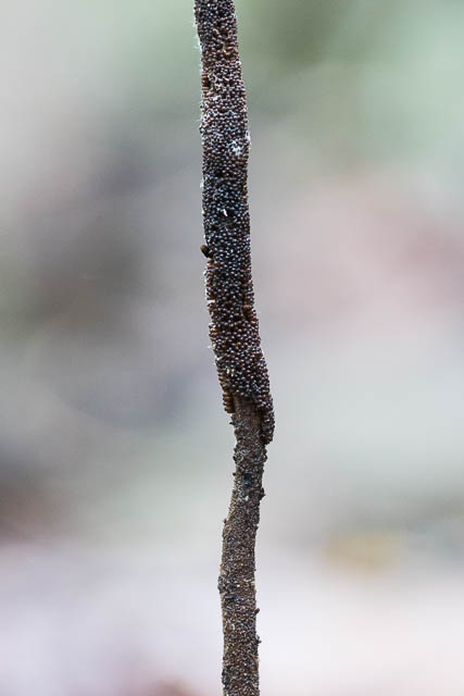 Ophiocordyceps robertsii