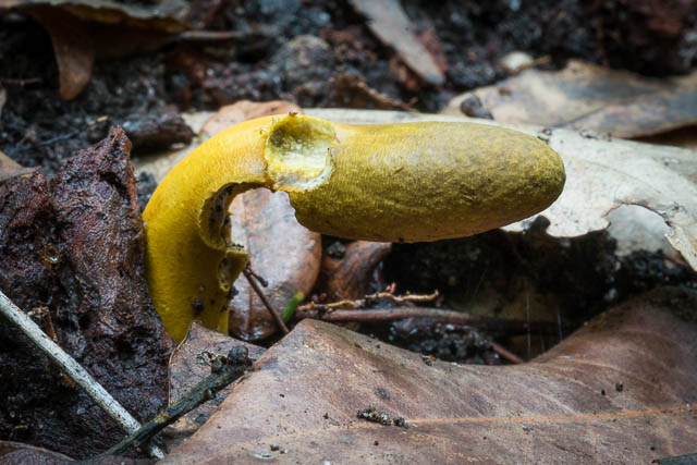 Cordyceps gunnii