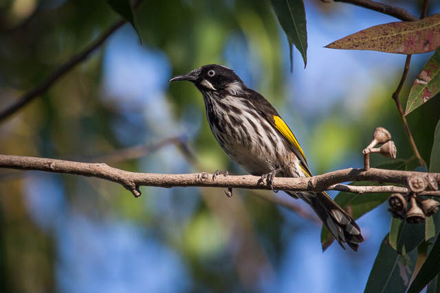 New Holland Honeyeater