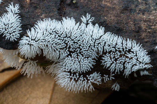 Slime Mould - Ceratiomyxa fruticulosa