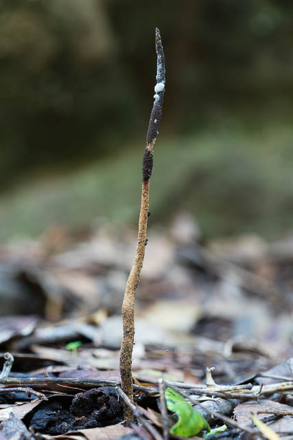 Ophiocordyceps robertsii