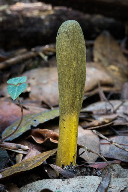 Cordyceps gunnii