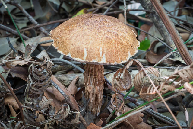 Austroboletus lacunosus