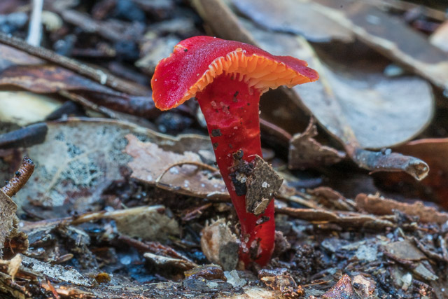 Hygrocybe bolensis