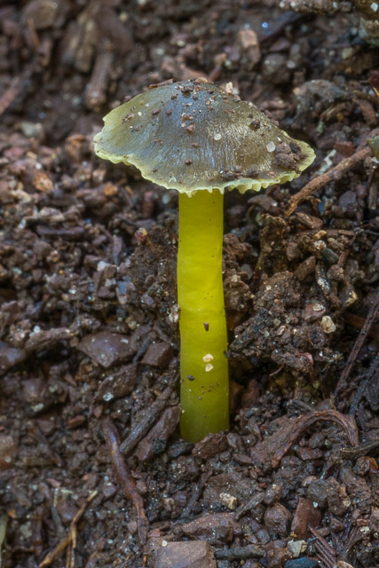 Humidicutis helicoides