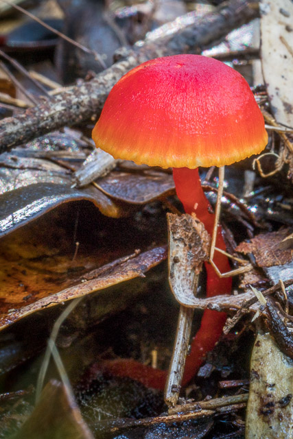 Hygrocybe collcuera