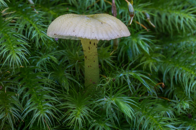 Gliophorus graminicolor