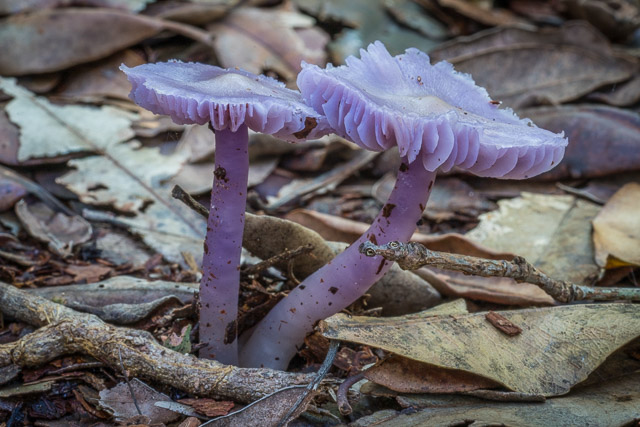 Porpolomopsis lewelliniae