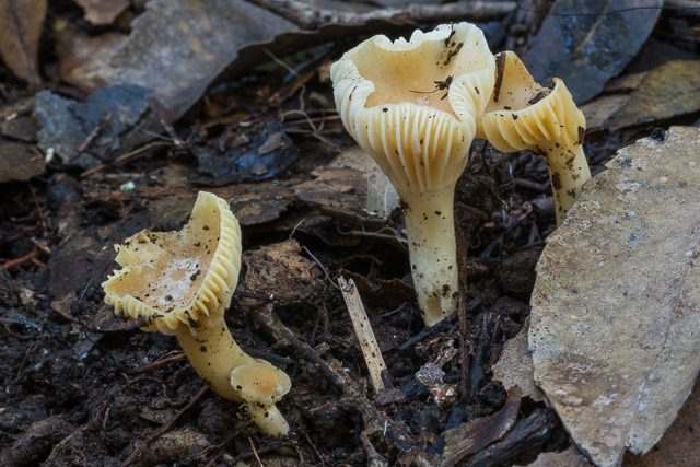 Hygrocybe austropratensis