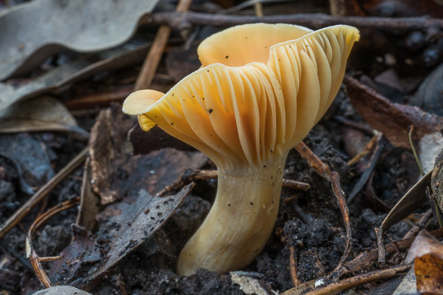 Hygrocybe austropratensis