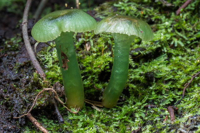 Gliophorus graminicolor