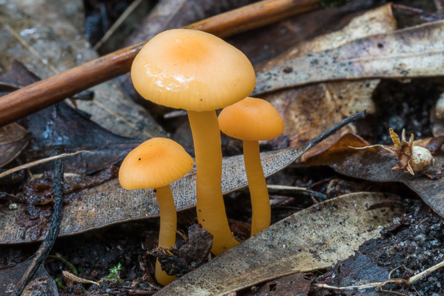 Hygrocybe aurantiopallens