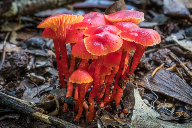 Hygrocybe collucera