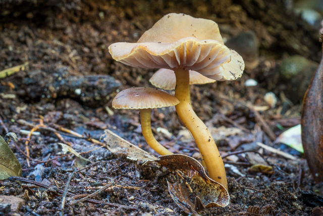 Hygrocybe lilaceolamellata