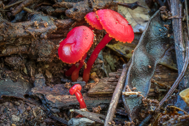 Hygrocybe erythrocrenata