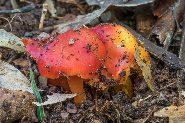 Hygrocybe archohastata