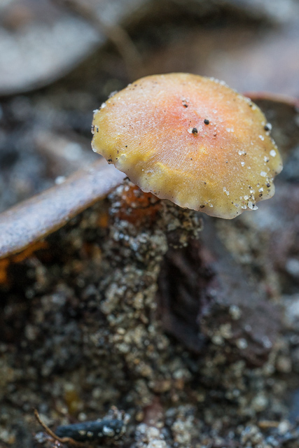 Hygrocybe anomola var. anomola