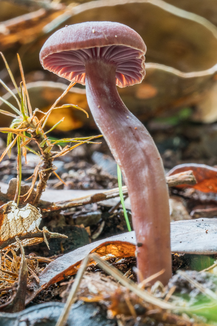 Hygrocybe lilaceolamellata