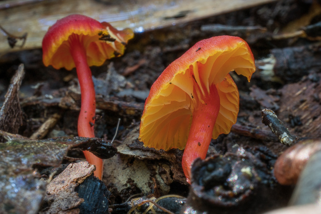 Hygrocybe collucera