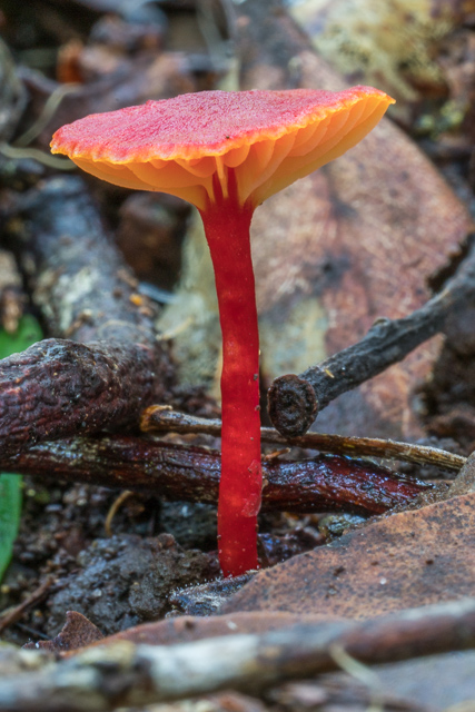 Hygrocybe collucera