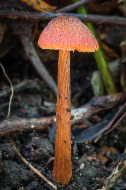 Hygrocybe astatogala