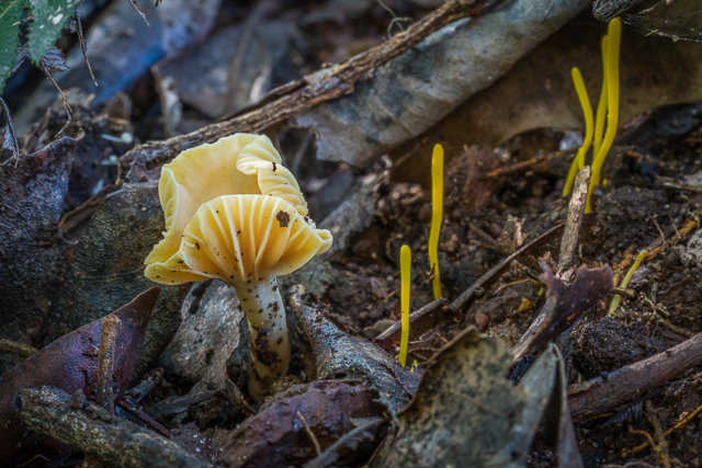 Hygrocybe austropratensis and Clavulinopsis amoena