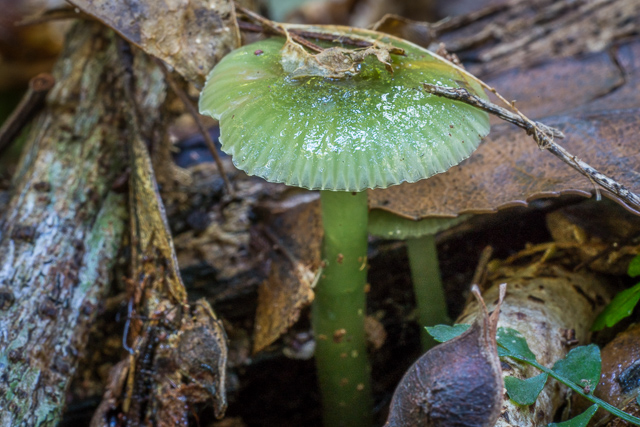 Gliophorus graminicolor