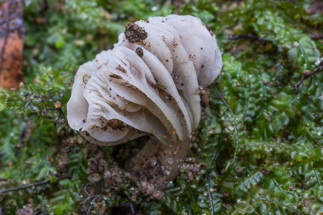 Hygrocybe griseoramosa