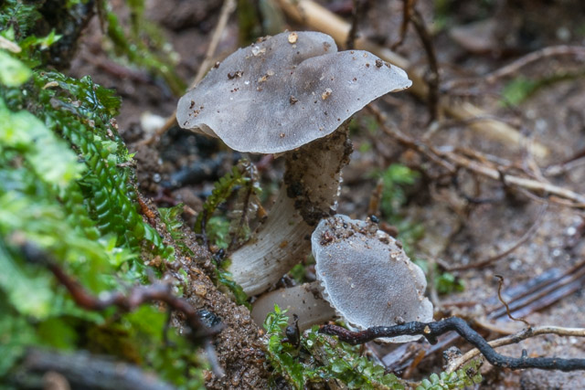 Hygrocybe griseoramosa