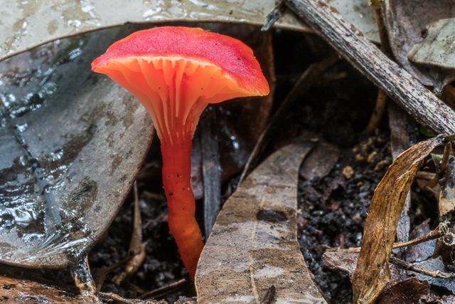 Hygrocybe collucera