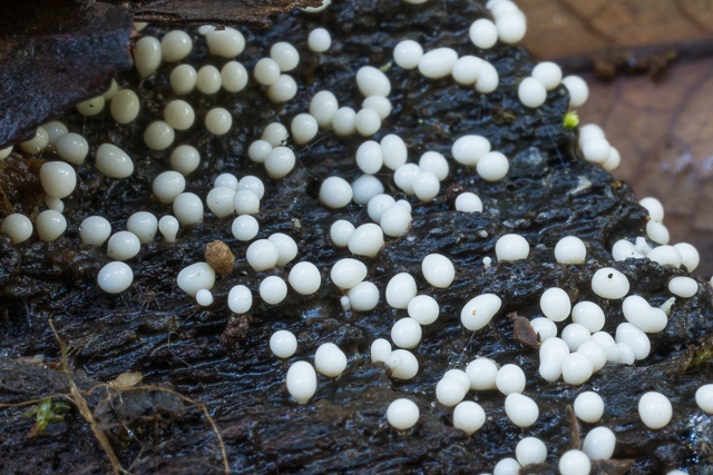 A slime mould