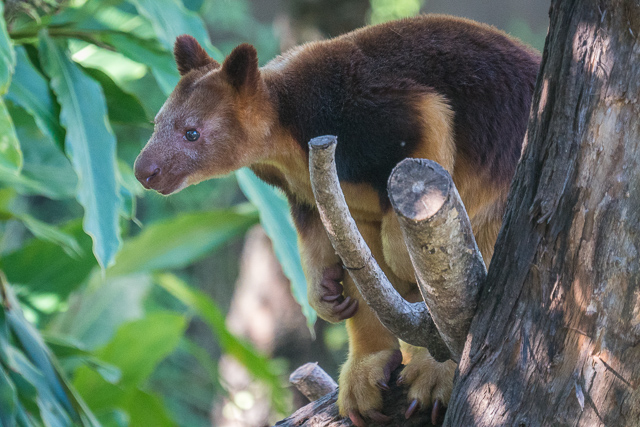 Tree Kangaroo