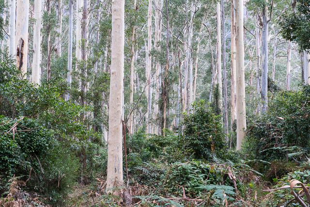 Blue Gum Forest