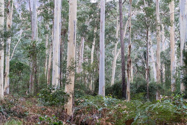 Blue Gum Forest