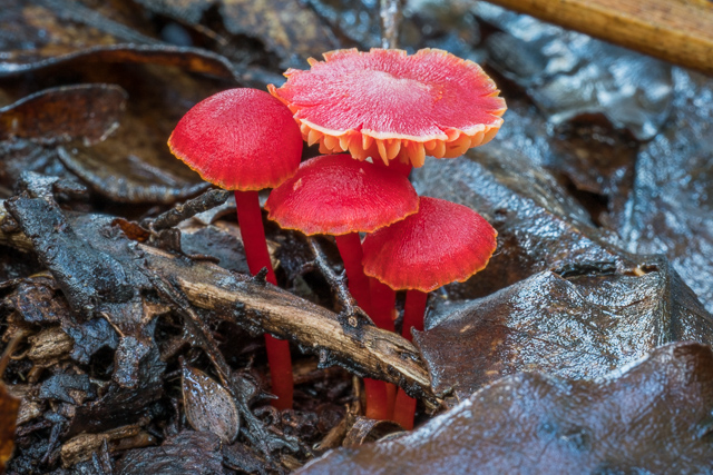 Hygrocybe collucera