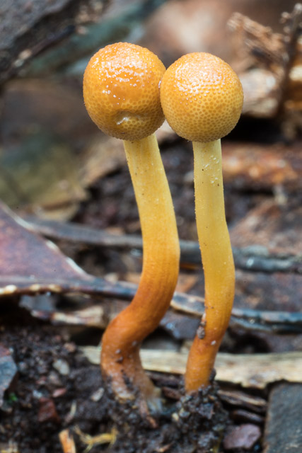 Cordyceps capitata