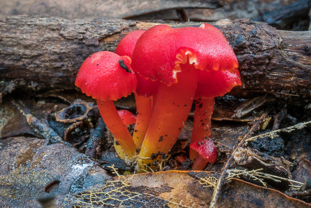 Hygrocybe bolensis