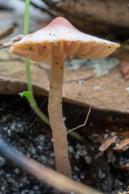 The Ferndale Park pink waxcap