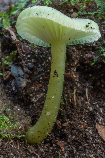 Gliophorus graminicolor