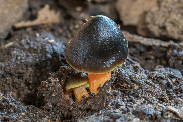 Hygrocybe arcohastata