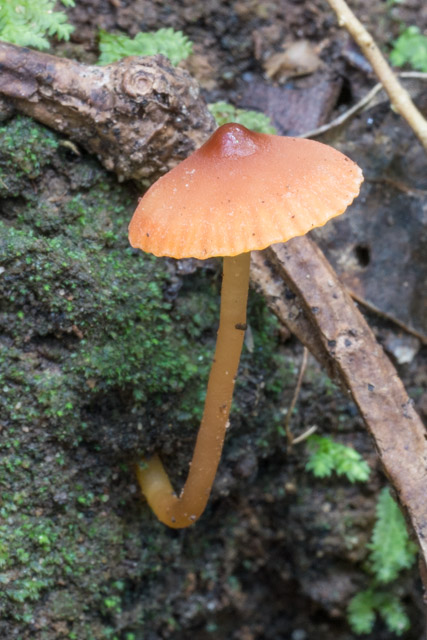 Gliophorus psittacinus var. psittacinus