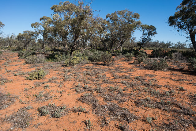 Mallee Country