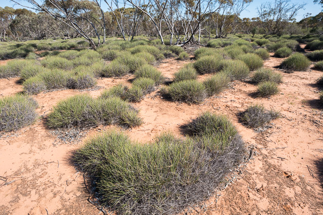 Spinifex and Mallee