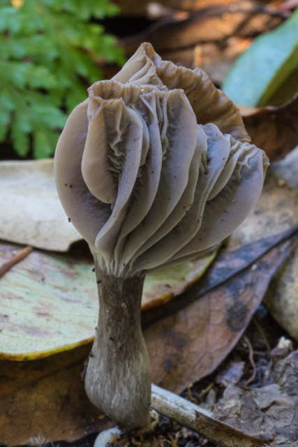 Perhaps Hygrocybe badioclavata