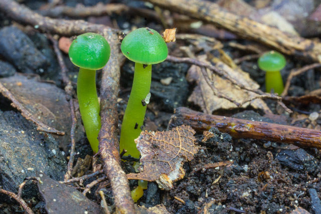 Gliophorus viridis