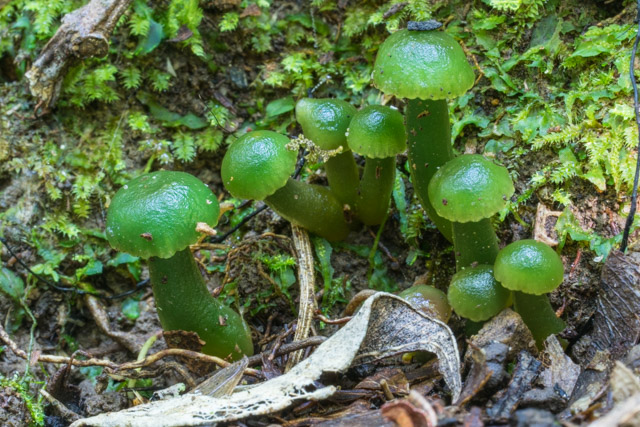 Gliophorus viridis