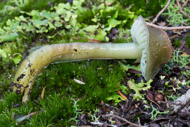 Humidicutis viridimagentea