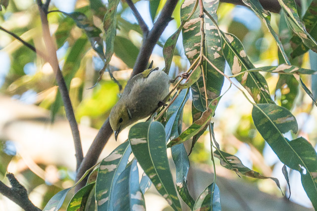 White Plumed Honeyeater